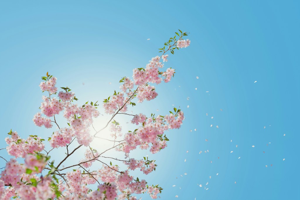cerisier en fleurs traversé par un rayon de soleil